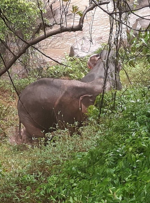 ช้างป่าตกเหว