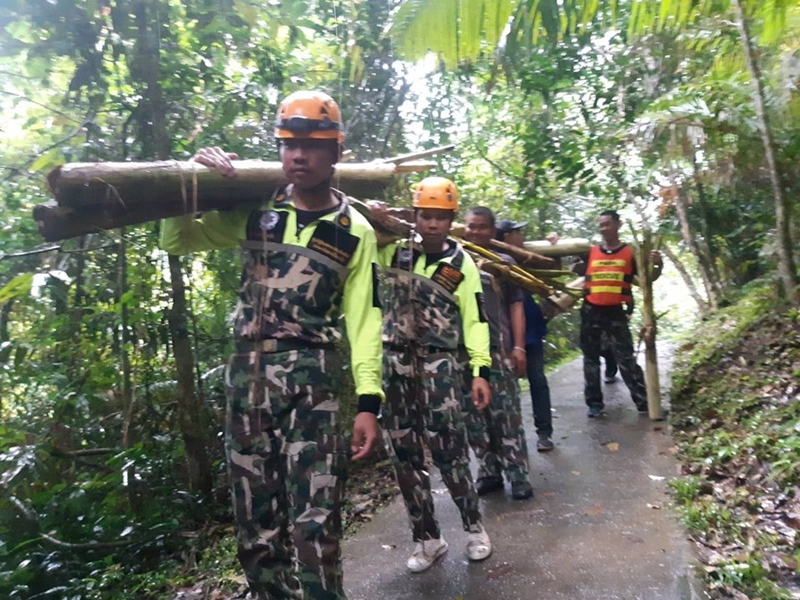 ช้างป่าตกเหว