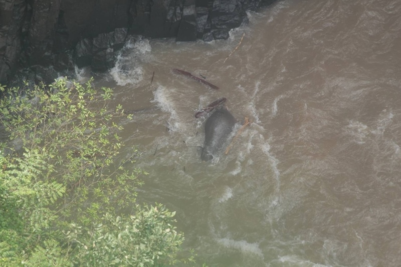 ช้างป่าตกเหว