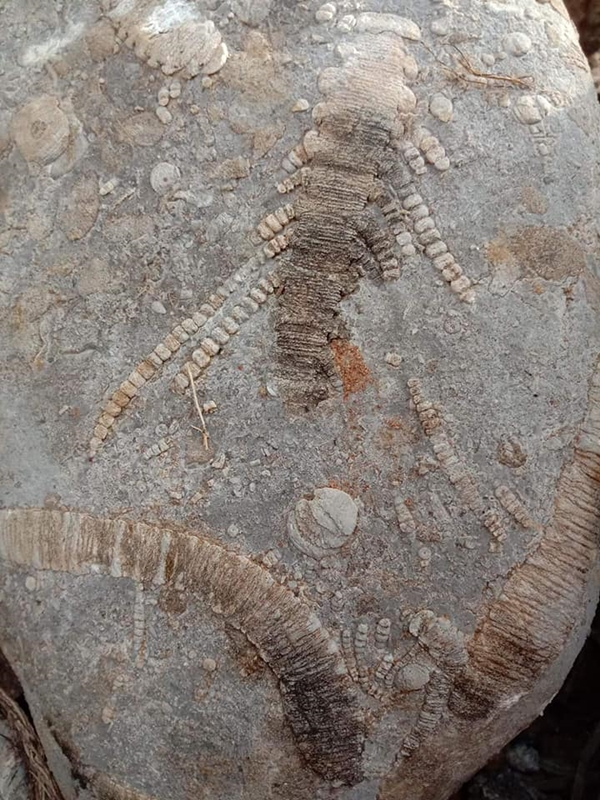 ฟอสซิลพลับพลึงทะเล