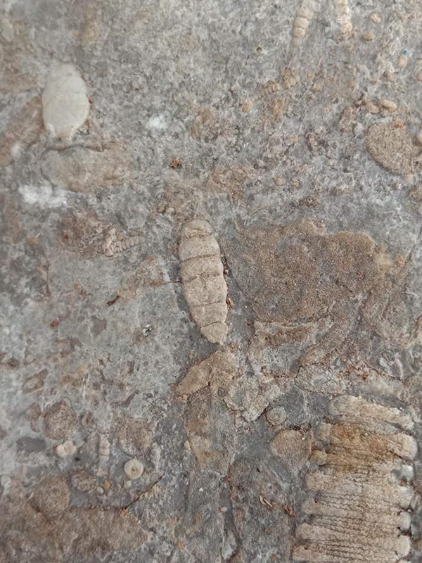 ฟอสซิลพลับพลึงทะเล