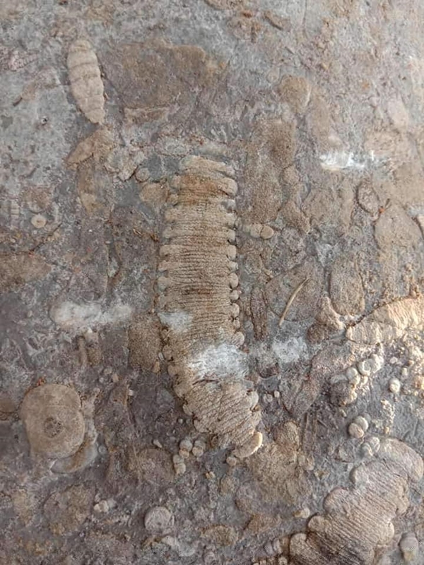 ฟอสซิลพลับพลึงทะเล