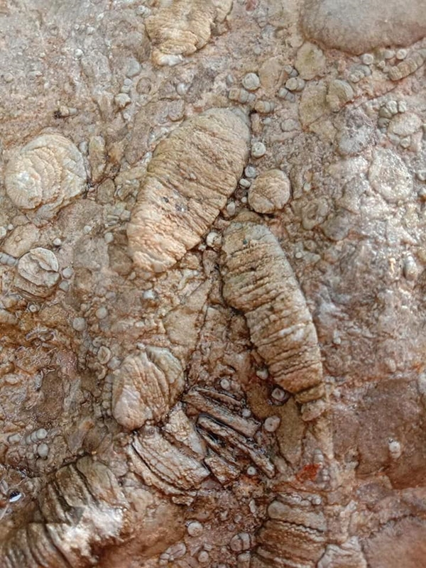 ฟอสซิลพลับพลึงทะเล