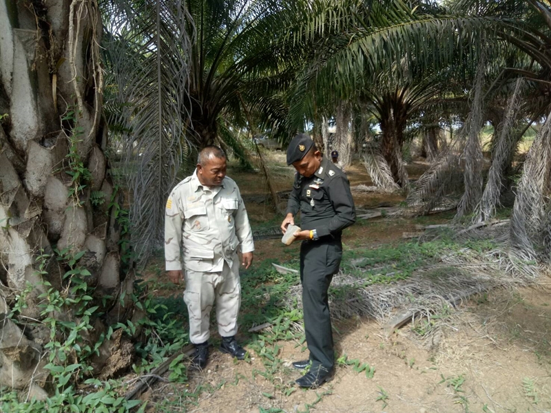 ฟอสซิลพลับพลึงทะเล