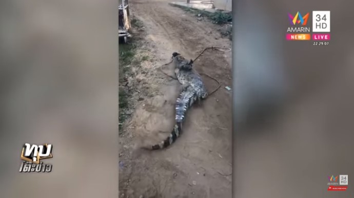 จระเข้หลุดฟาร์ม