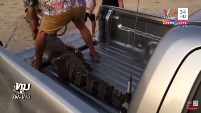 จระเข้หลุดฟาร์ม