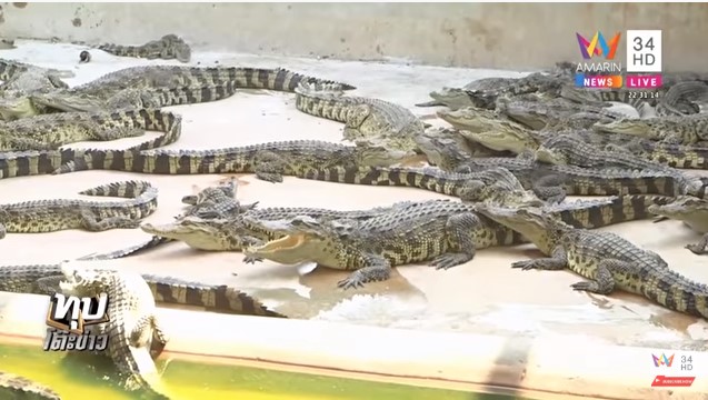 จระเข้หลุดฟาร์ม