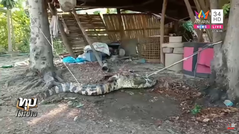 จระเข้หลุดฟาร์ม