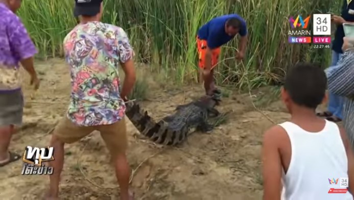 จระเข้หลุดฟาร์ม