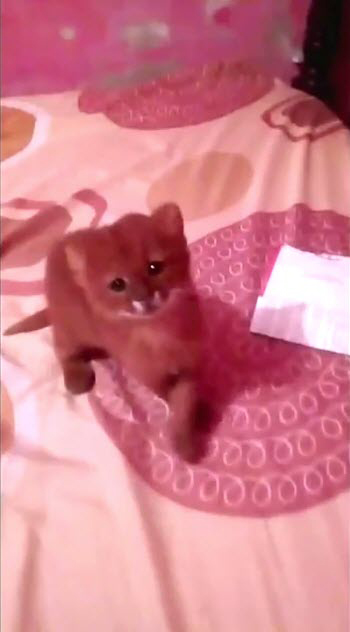 เสือพูมา