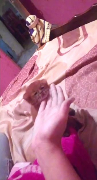 เสือพูมา