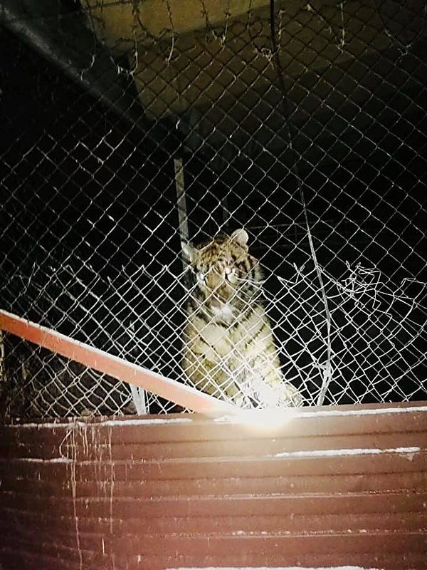 เสือถูกทิ้งในบ้านร้าง