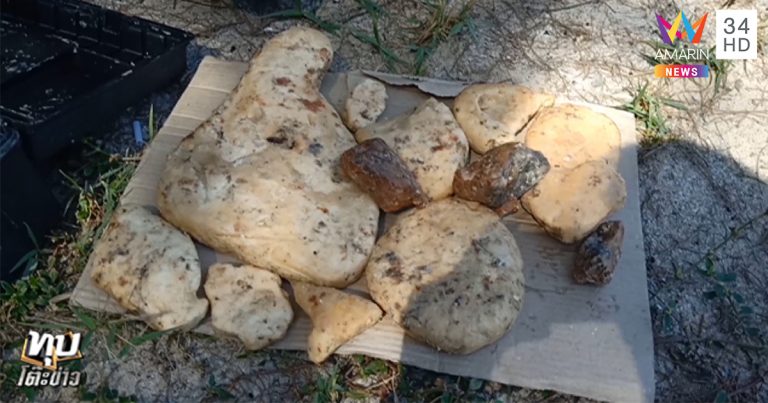 อ้วกวาฬ หรือ อำพันทะเล