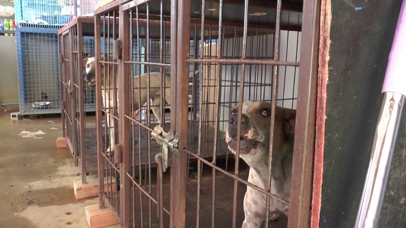 แฉนายจ้างฝรั่งจับขับกรงหมา