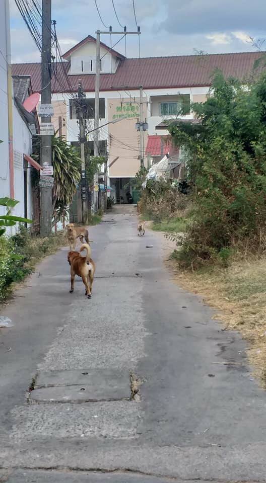 หมากัดยาย