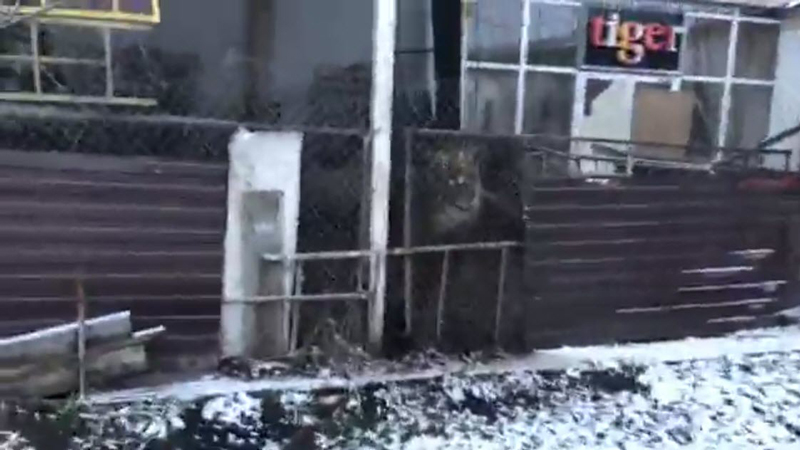 เสือถูกทิ้งในบ้านร้าง