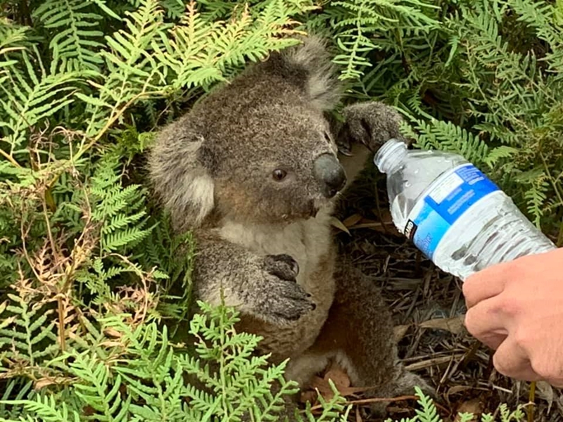 ไม่ควรป้อนน้ำโคอาลา
