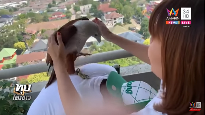 เหยี่ยวคาบไม้แขวนเสื้อแลกเนื้อไก่