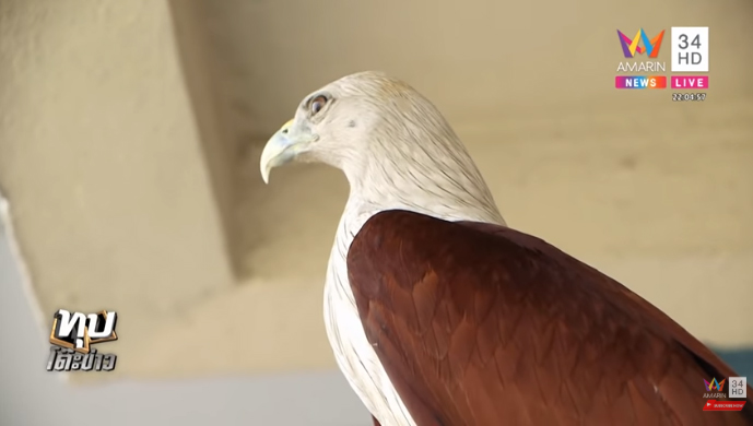 เหยี่ยวคาบไม้แขวนเสื้อแลกเนื้อไก่