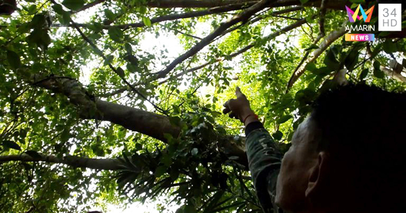 ผูกคอตาย