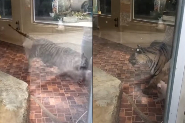  สั่งยกเลิกโชว์ แม่เสือเลี้ยงลูกหมู 