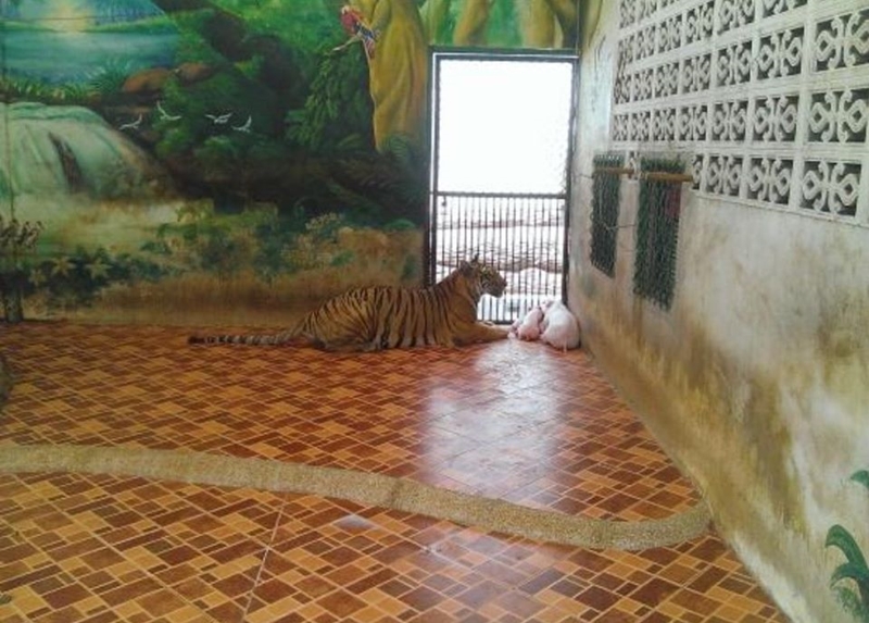  สั่งยกเลิกโชว์ แม่เสือเลี้ยงลูกหมู 