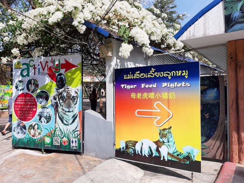  สั่งยกเลิกโชว์ แม่เสือเลี้ยงลูกหมู 