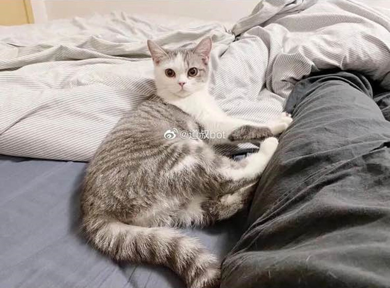 ฝังแมวทั้งเป็น