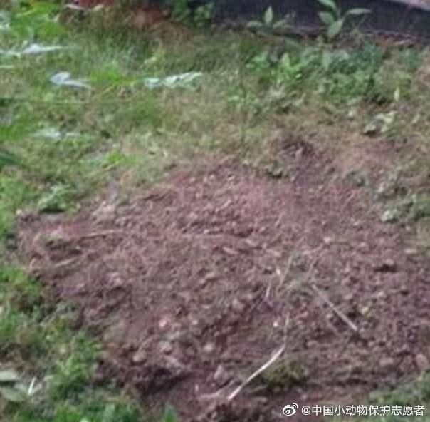 ฝังแมวทั้งเป็น