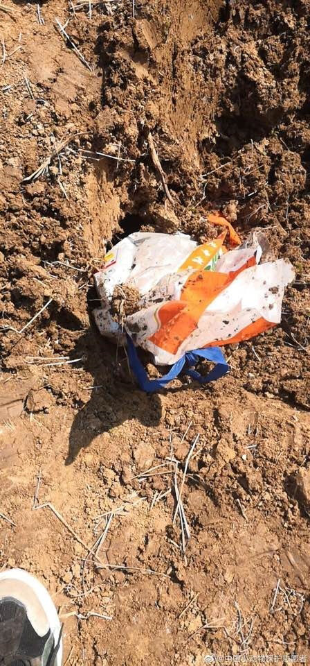 ฝังแมวทั้งเป็น