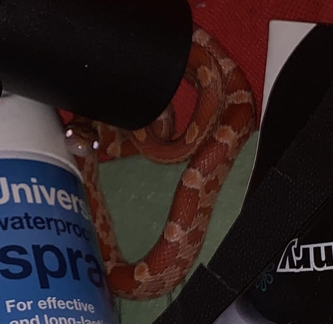 งูข้าวโพด