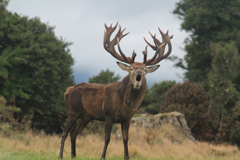 กวางขวิด