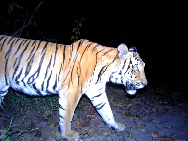 เสือทับลานกัดคน