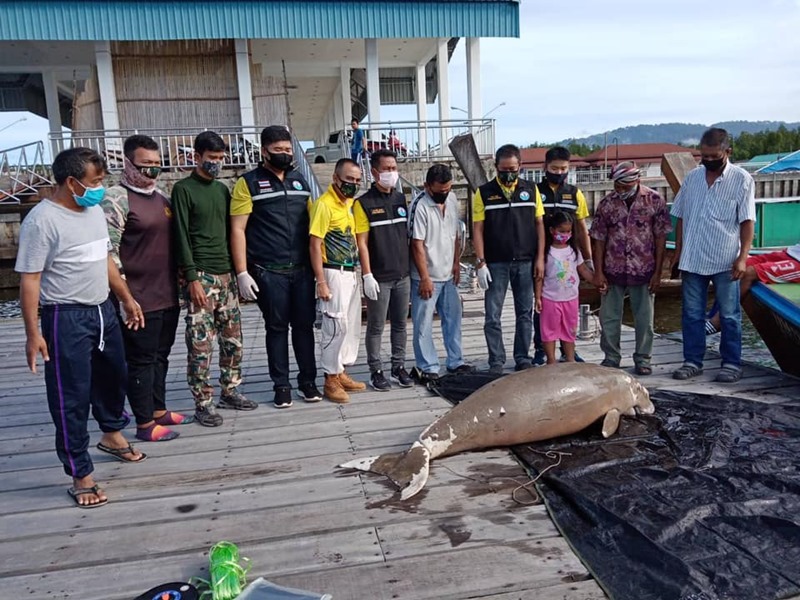 ซากพะยูน อ่าวพังงา
