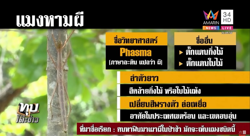 คดีน้องชมพู่