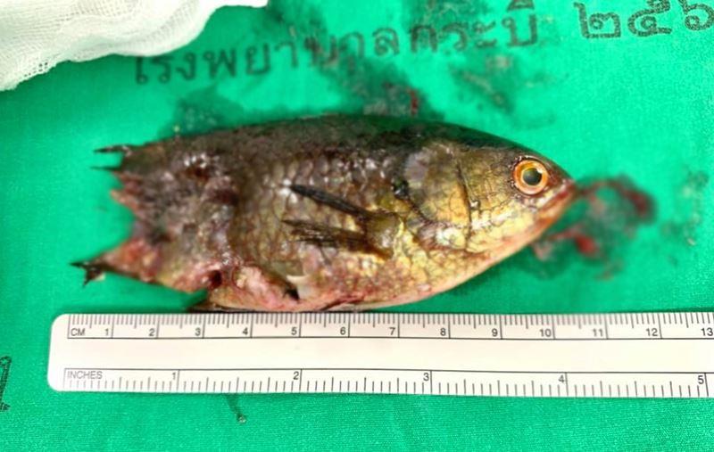 ปลาหมอติดคอ