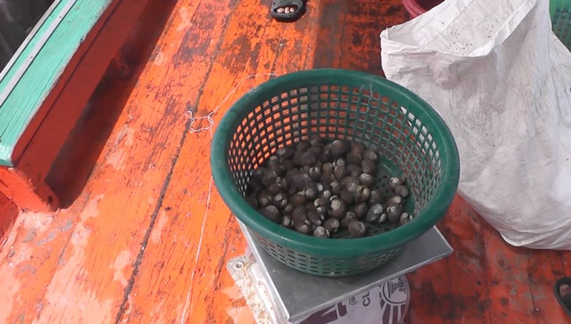 หอยแครง