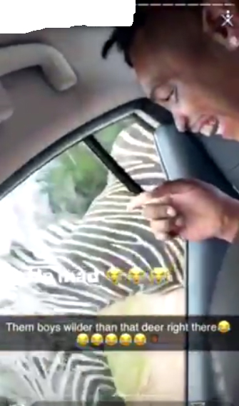 ตบม้าลาย