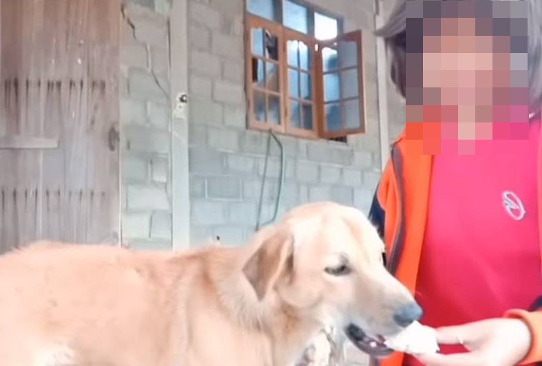 คลิปเด็กเอาไวอากร้าให้หมากิน