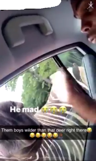 ตบม้าลาย