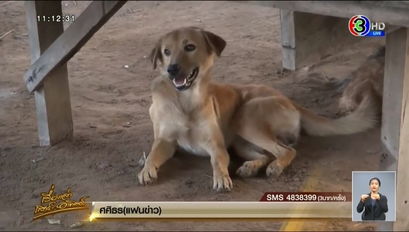 คลิปเด็กเอาไวอากร้าให้หมากิน