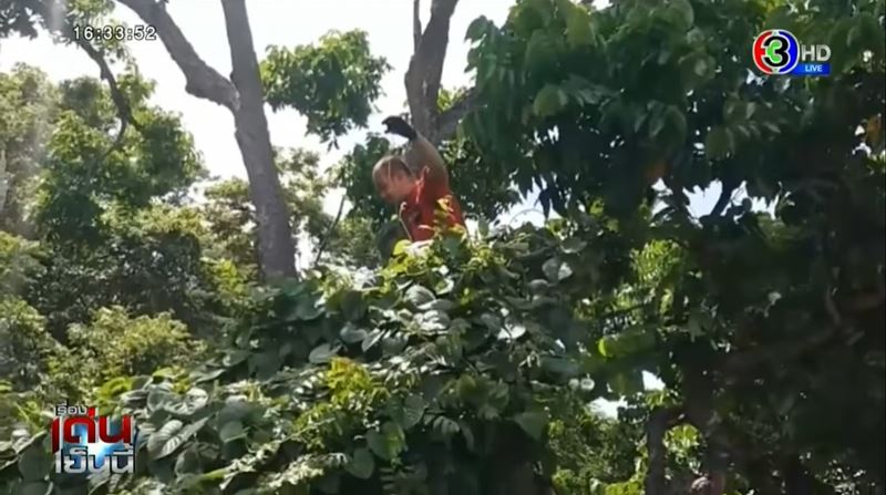 ลิงเขาสามมุข วิ่งราวสร้อยทอง