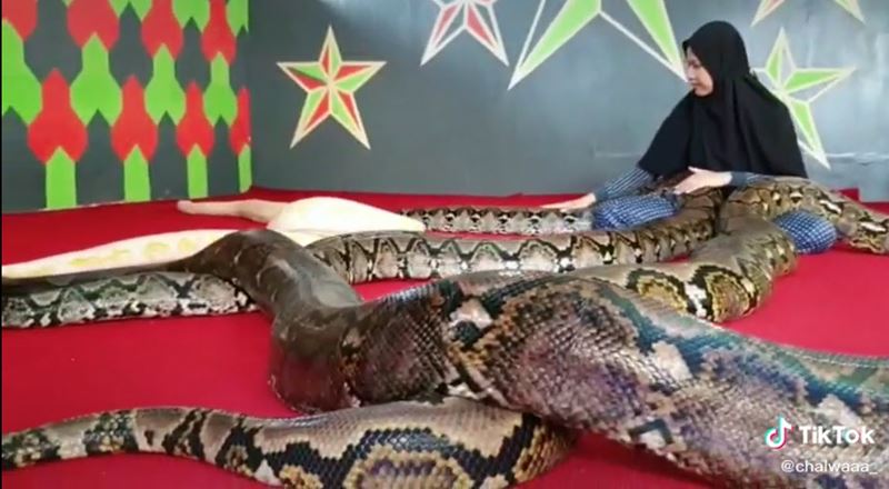 คลิปไวรัล เลี้ยงงู ใน Tik Tok