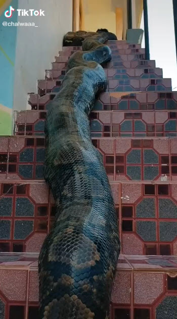 คลิปไวรัล เลี้ยงงู ใน Tik Tok