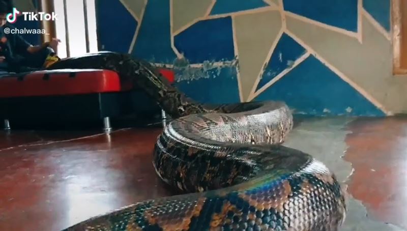 คลิปไวรัล เลี้ยงงู ใน Tik Tok