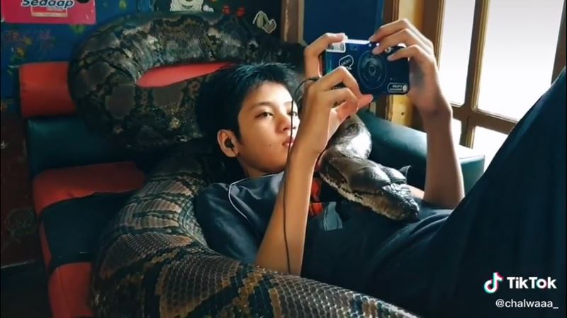คลิปไวรัล เลี้ยงงู ใน Tik Tok