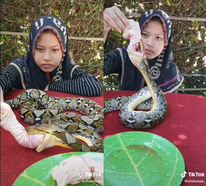 คลิปไวรัล เลี้ยงงู ใน Tik Tok