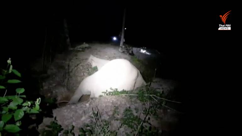 ยิงช้างล้ม