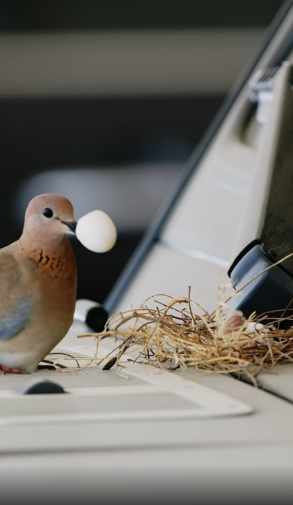 เจ้าชายดูไบ