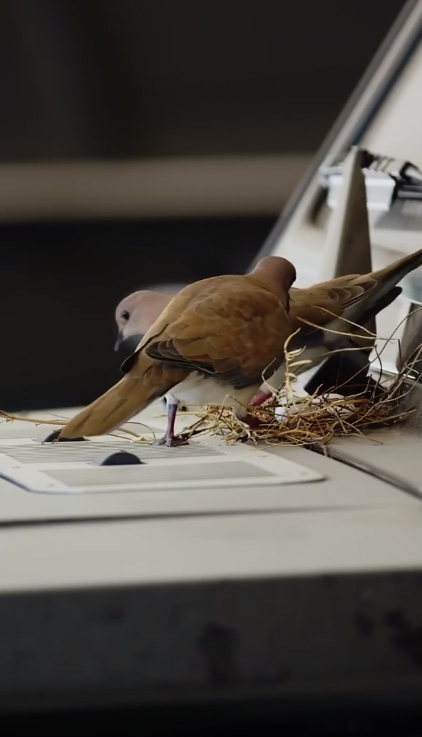 เจ้าชายดูไบ